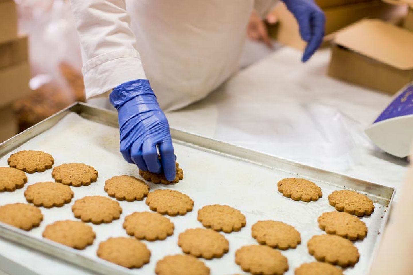 Werknemer pakt afgebakken koekjes met blauwe disposable handschoenen