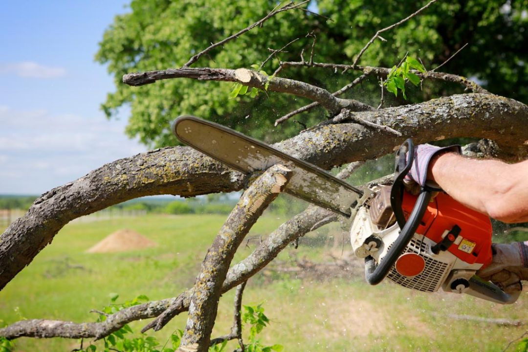 Man draagt werkhandschoenen en zaagt met een kettingzaag een tak van een boom